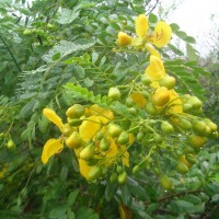 Senna auriculata (L.) Roxb.